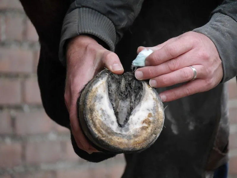 Unique-horn Silver Hoof Sticks