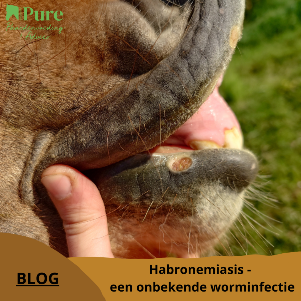 Habronemiasis - een onbekende worminfectie
